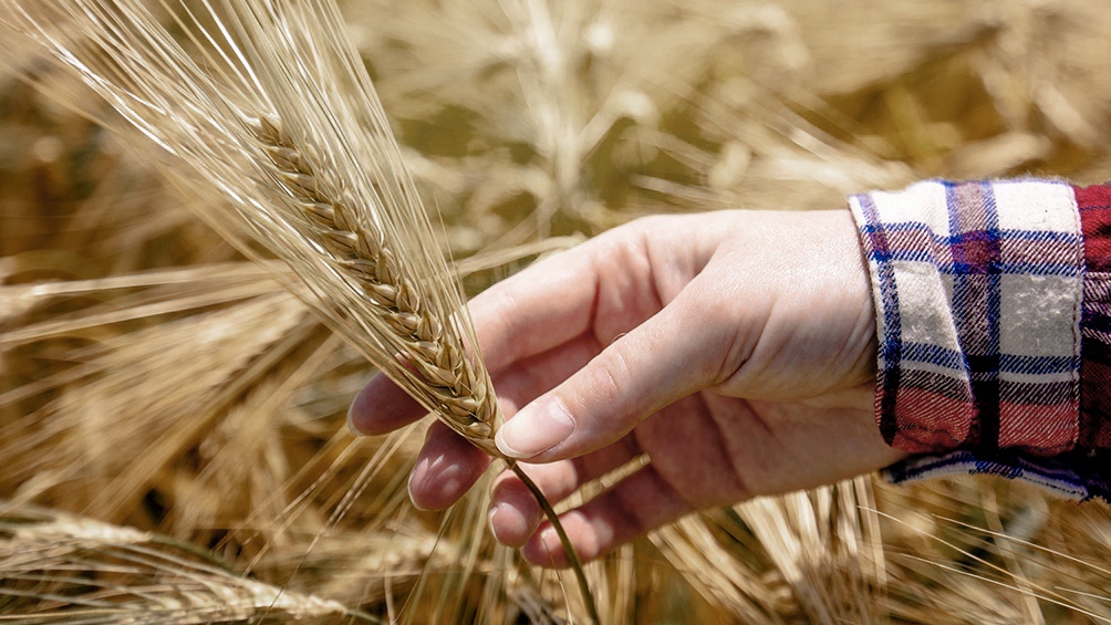 Crecieron los precios mundiales de los alimentos, luego de dos meses de caídas