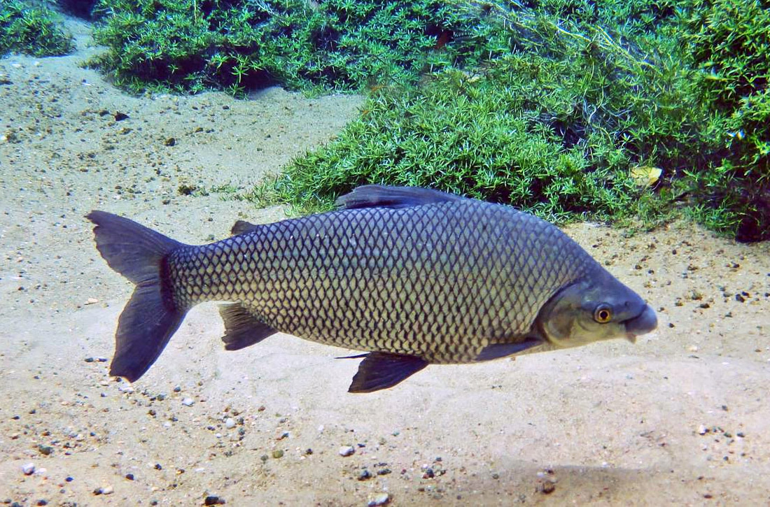 Una investigacion de la UBA marca que los sábalos del Paraná estan en peligro