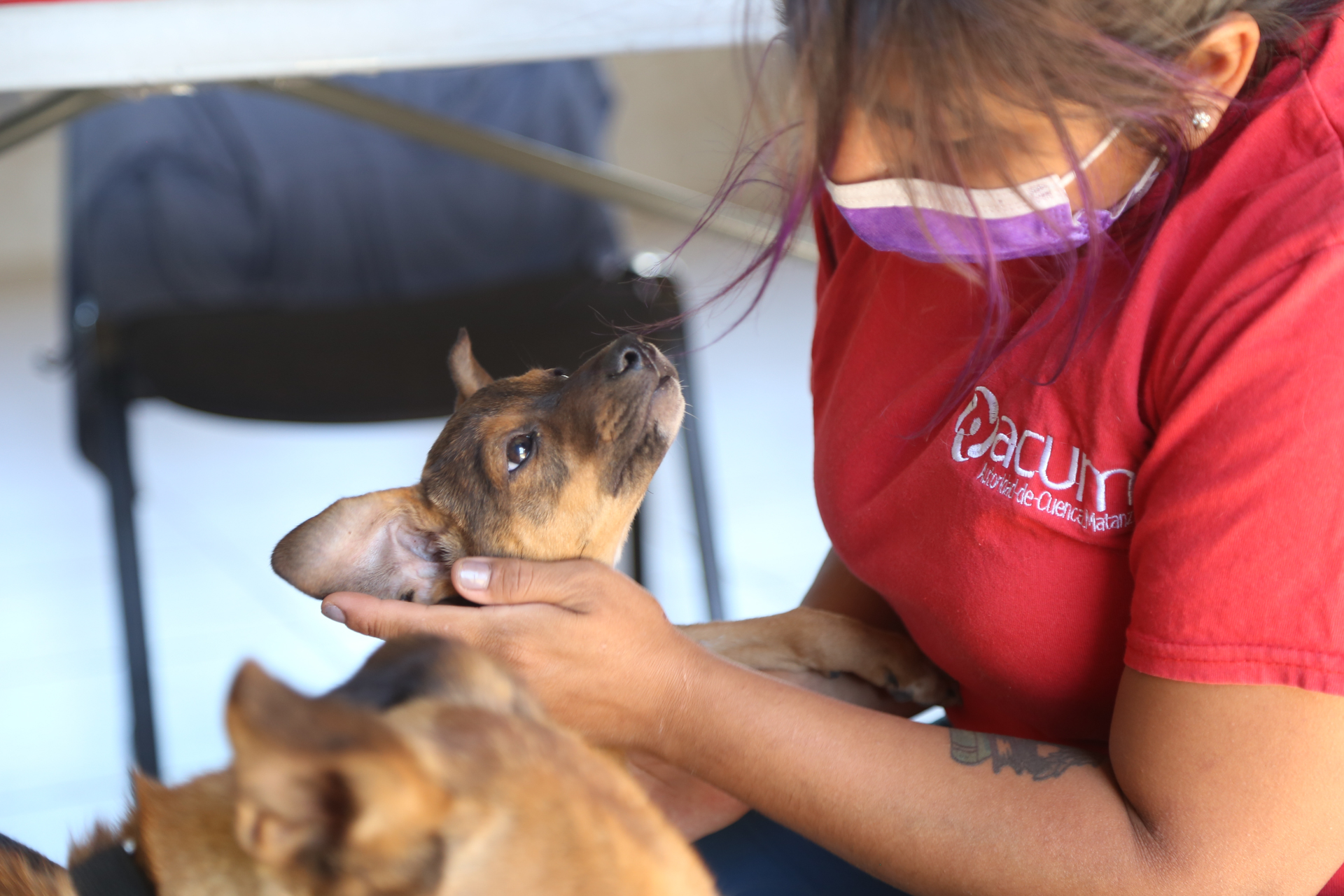 Especialistas aseguran que la salud humana y la animal están cada día más conectadas