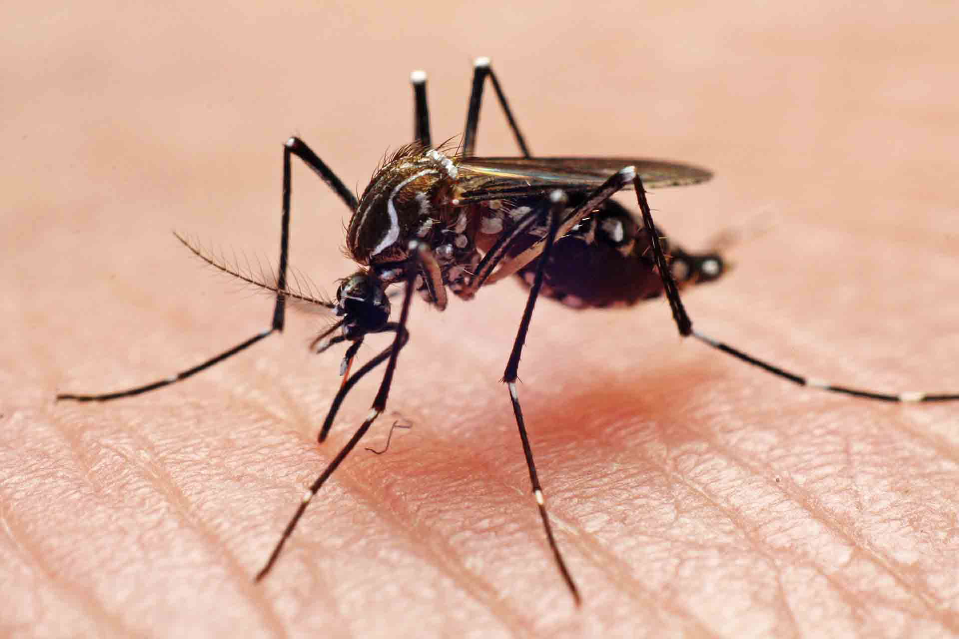 Brasil tendrá una biofábrica capaz de producir 100 millones de mosquitos antidengue por semana