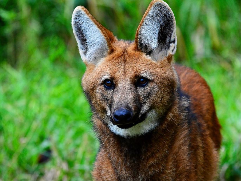 Despúes de 200 años avistaron un aguará guazú en La Pampa