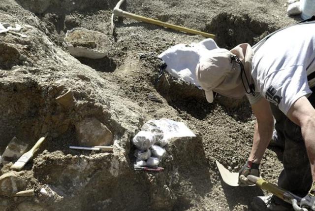 Chubut: descubrieron un esqueleto casi completo de un reptil cuello largo que convivió con los dinosaurios