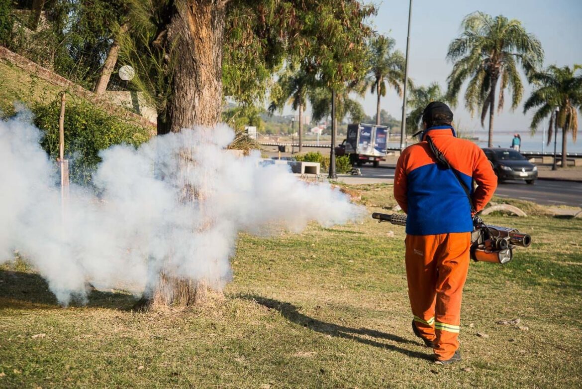 Paraná: luego de las lluvias llegaron los mosquitos «culex»