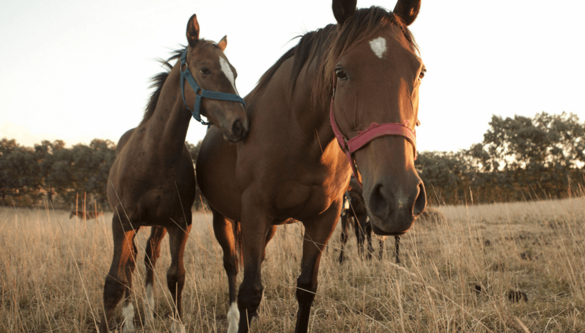 Se analizan 12 casos en Entre Ríos del virus que afecta a los caballos