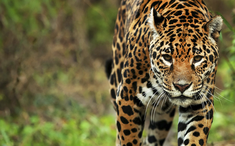 Día mundial del yaguareté: solo quedan 250 en Argentina y se busca protegerlos del peligro crítico de extinción