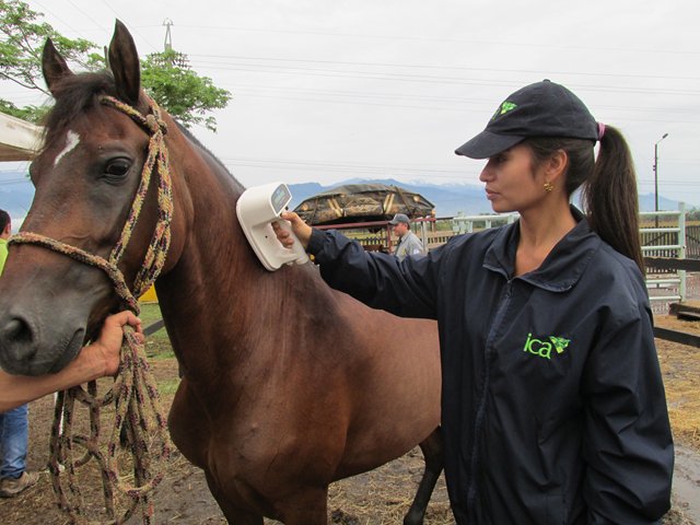 Confirmaron el primer caso humano de encefalitis equina