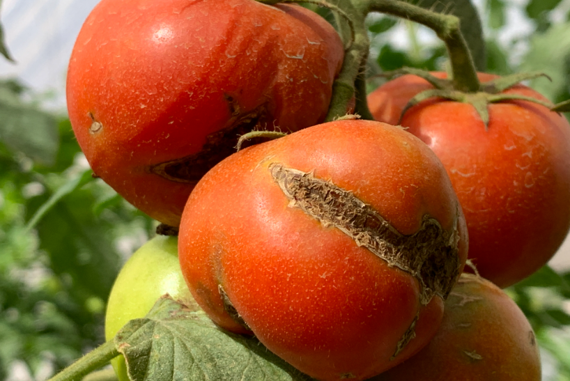 Entre Ríos: Detectan virus rugoso del tomate en plantaciones