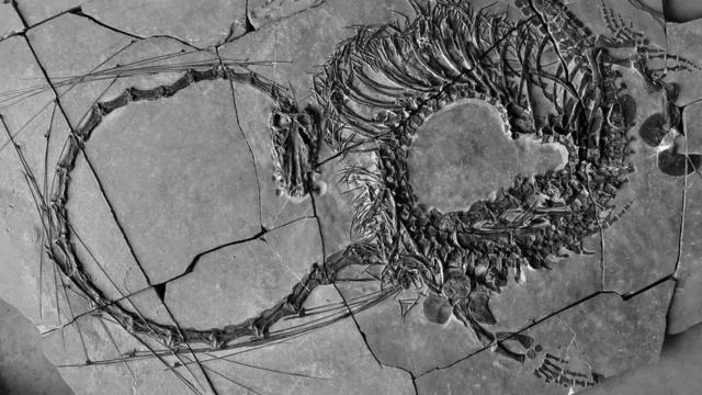 Descubren el fósil de un «dragón» de 240 millones de años