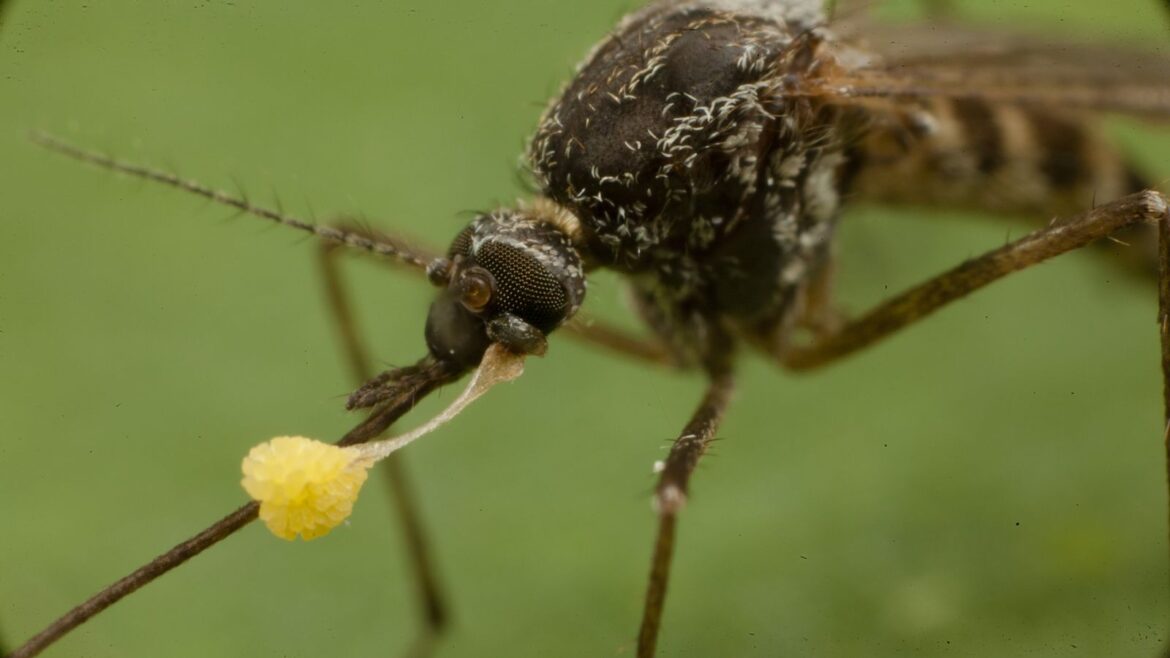 Entre Ríos: bajan los casos de dengue