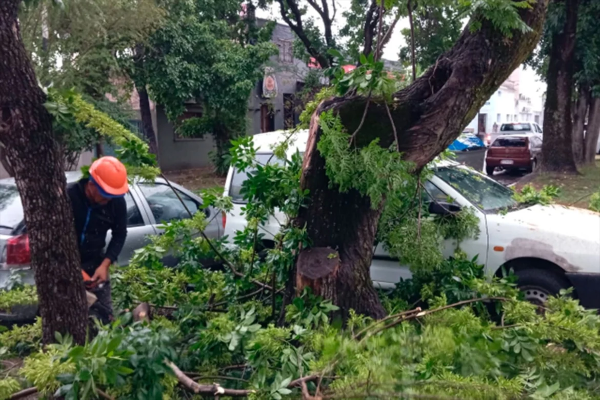 Paraná: La fuerte tormenta dejó arboles caídos y voladura de techos