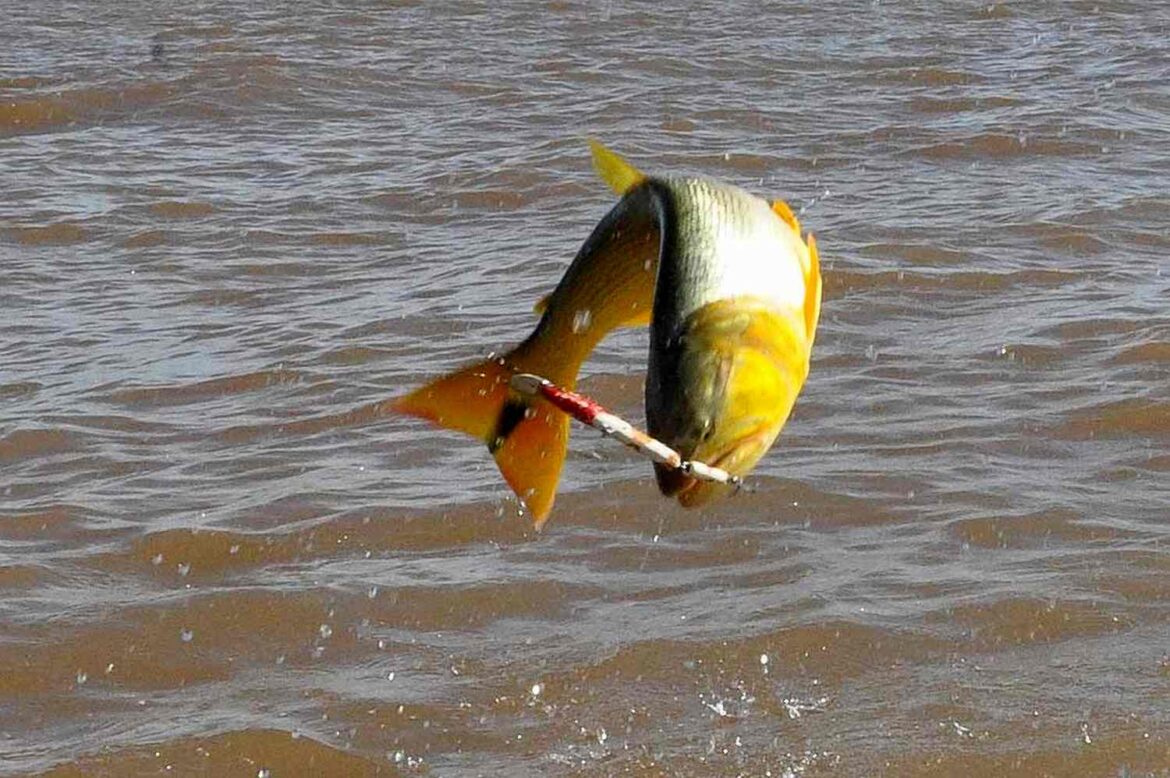 Rige la prohibición de pescar el dorado en Entre Ríos: valor de las multas