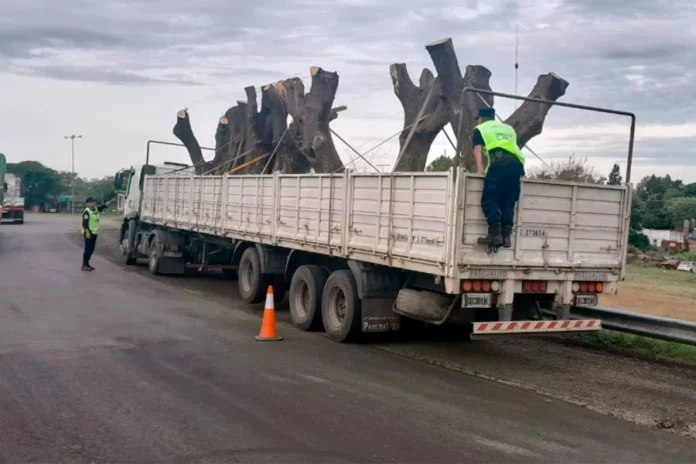 Incautaron arboles de olivo en Victoria
