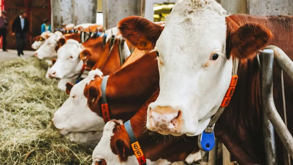 El Gobierno quito retenciones a las carnes bovinas y avícolas