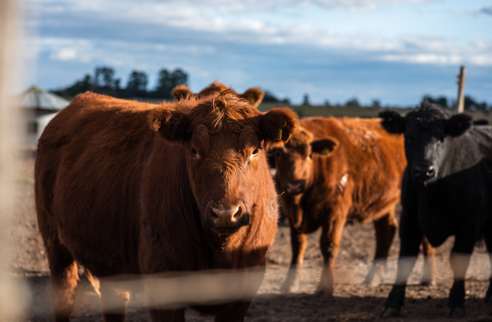 Marcas ganaderas más protegidas: el Gobierno amplió plazos y derechos