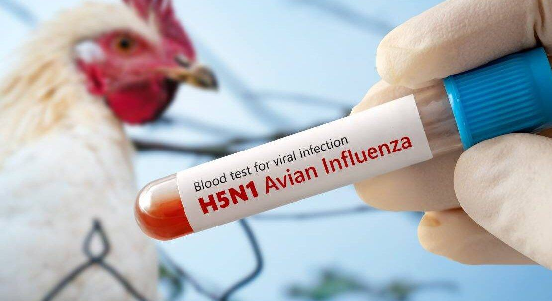 Senasa confirmó brote de gripe aviar y suspende las exportaciones